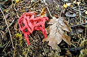 Nelle terre di Matilde - Clathrus ruber